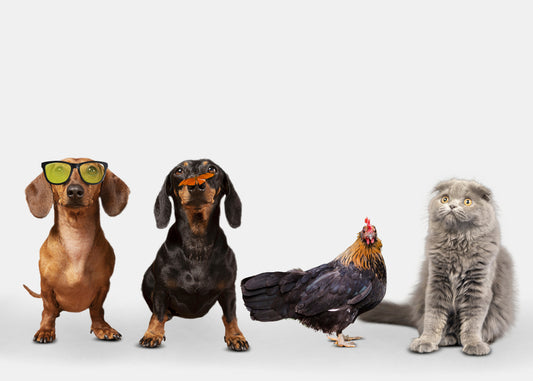 The Ultimate Pet Care Checklist: Must-Have Supplies for Every Pet Owner