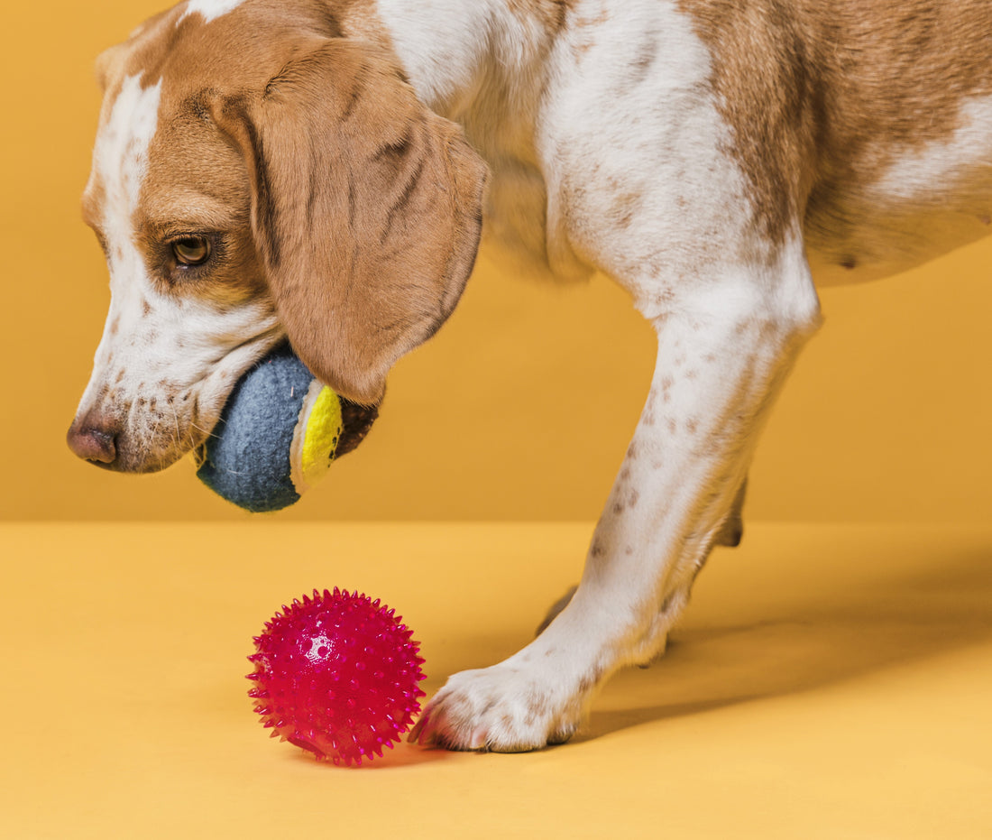 πΎ Unlocking Joy: The Vital Role of Toys in Your Pet's Life! πΎπ
