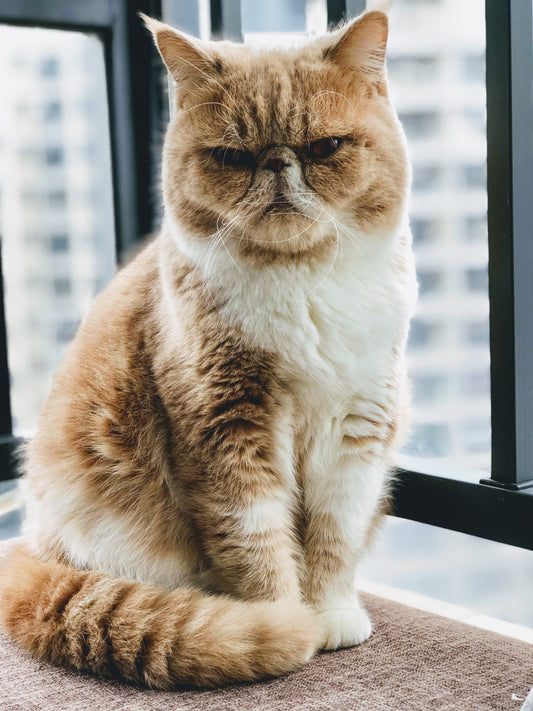 Essential Cat Care Tips for a Happy and Healthy Feline