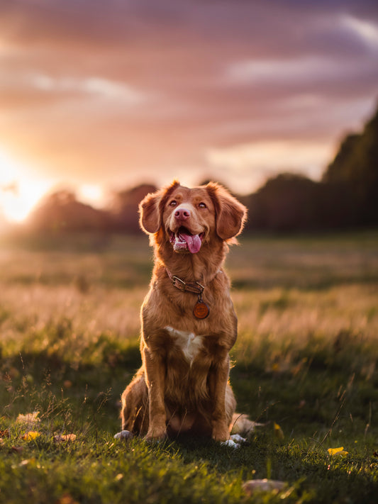 Unleash the Fun: Creative Ways to Bond with Your Pet