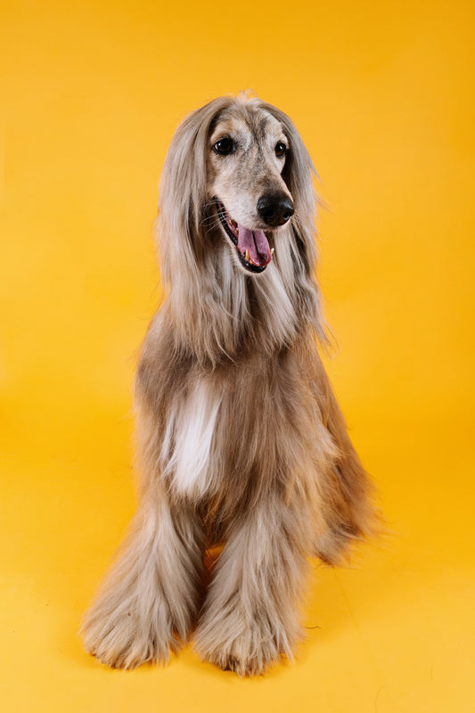 Dog Grooming 101: How to Choose the Right Shampoo & Conditioner