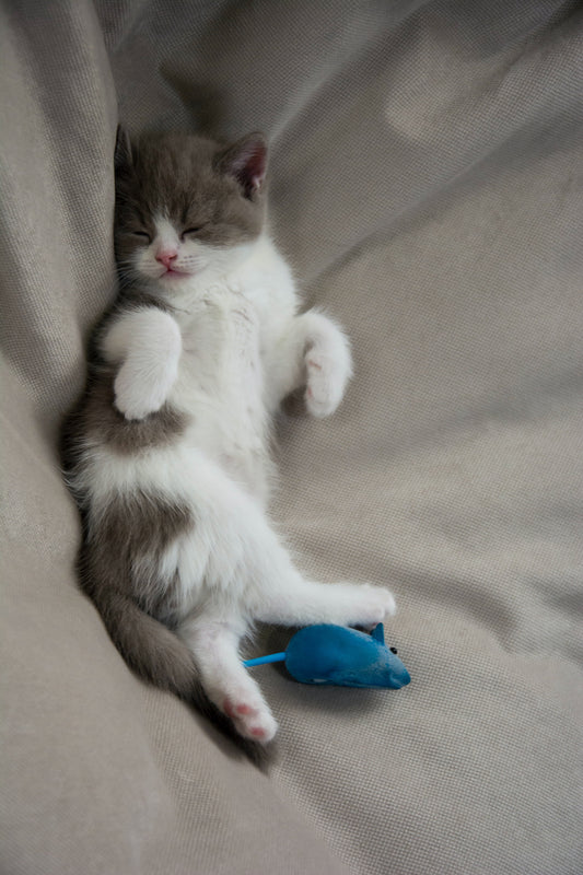How to Transition Your Pet to a New Home with Less Stress