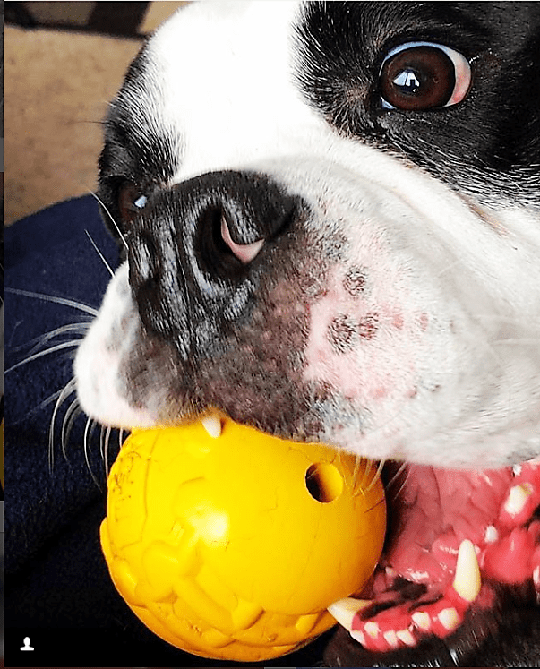 ID Ball - Ultra-Durable Rubber Chew Ball