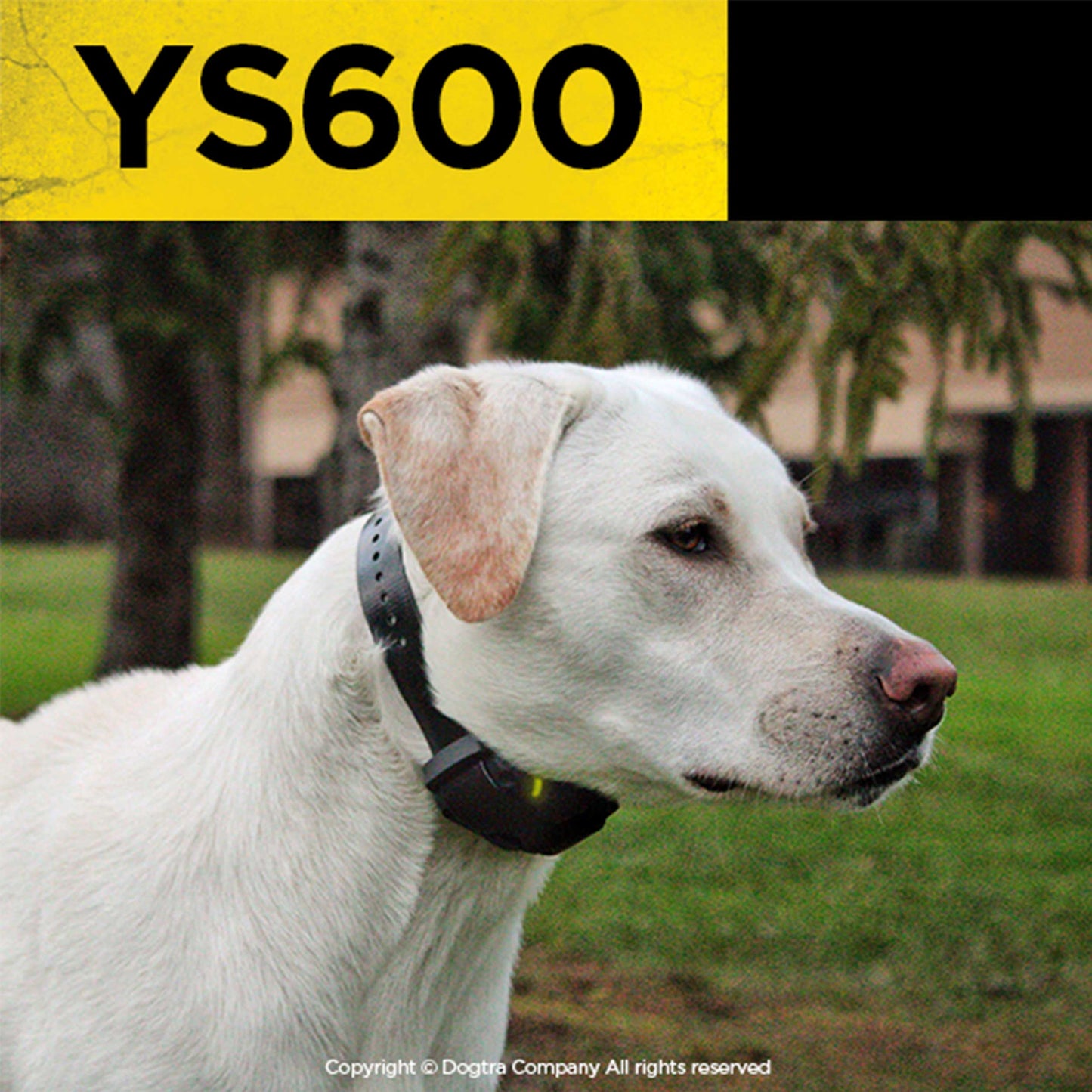 YS600