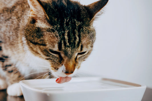 Is My Cat Drinking Enough Water?