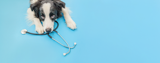 Understanding Ringworm Infections and How to Help Your Pet