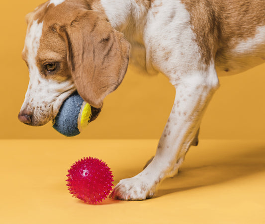 🐾 Unlocking Joy: The Vital Role of Toys in Your Pet's Life! 🎾🐕