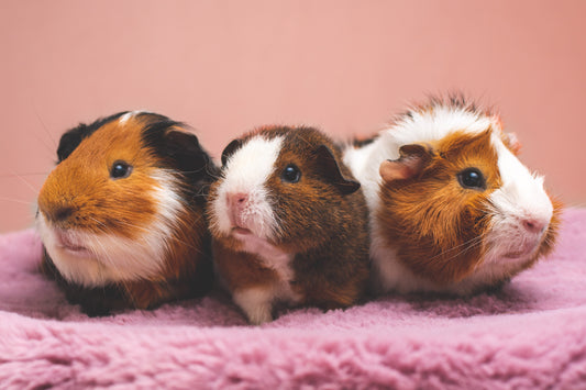 Ultimate Guide to Small Pet Habitat Care
