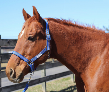 TuffRider Nylon Breakaway Halter & Lead Set