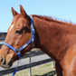 TuffRider Nylon Breakaway Halter & Lead Set