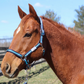 TuffRider Nylon Breakaway Halter & Lead Set