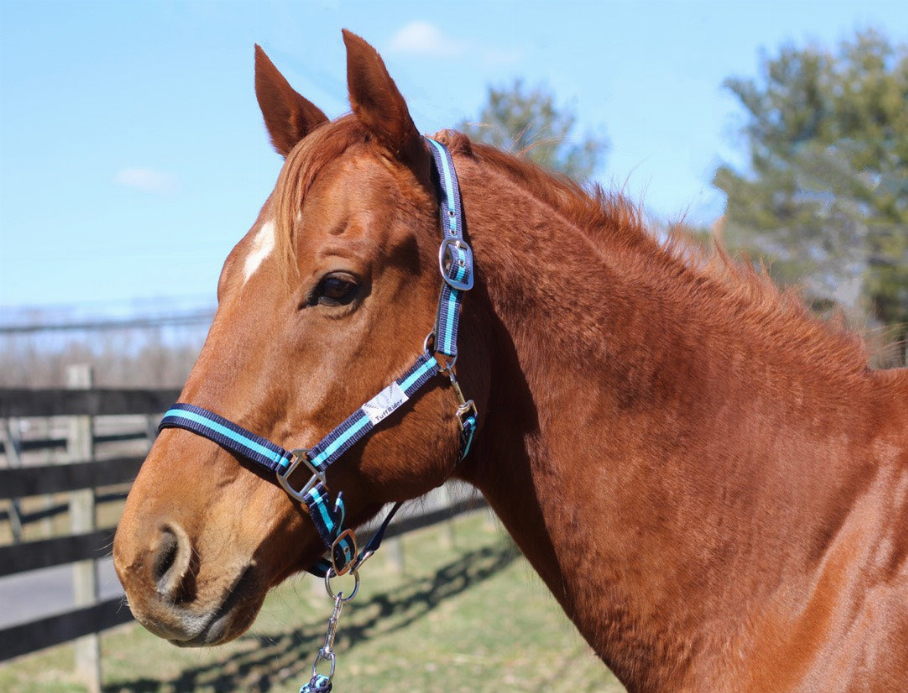 TuffRider Nylon Breakaway Halter & Lead Set