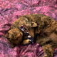 Catnip BowTies
