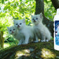 ALZOO Plant-Based Cat Litter Deodorizer