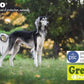 ALZOO Plant-Based Flea and Tick Repellent Spray for Dogs