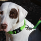 Appalachian Kiwi Green Dog Collar