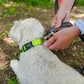 Appalachian Kiwi Green Dog Collar