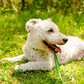 Appalachian Kiwi Green Dog Collar