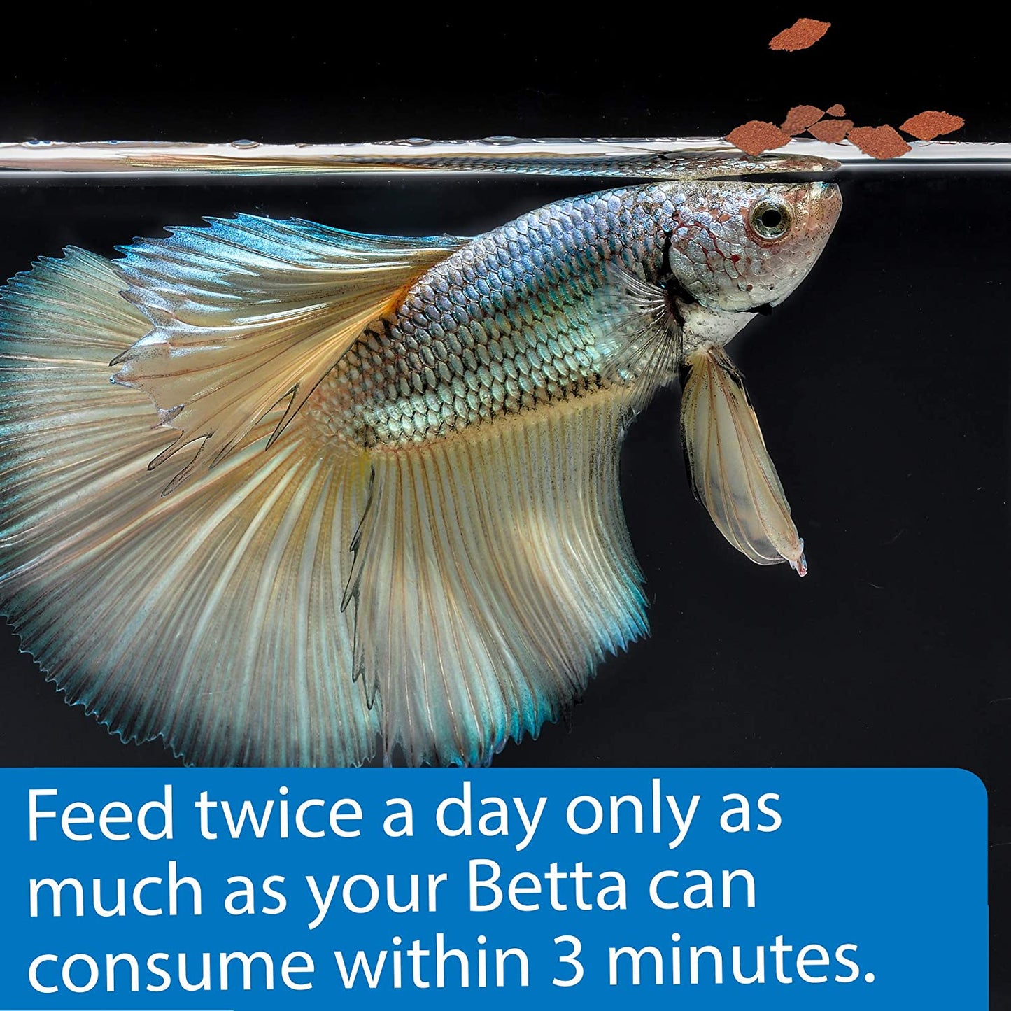 API Betta Flakes Fish Food with Optimal Protein for Healthy Growth