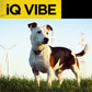 iQ VIBE