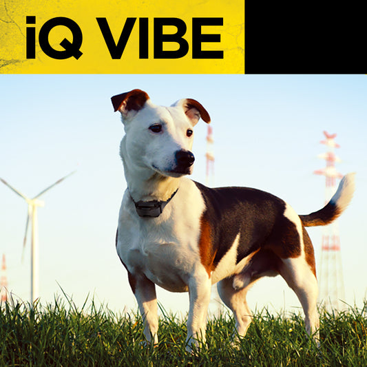 iQ VIBE