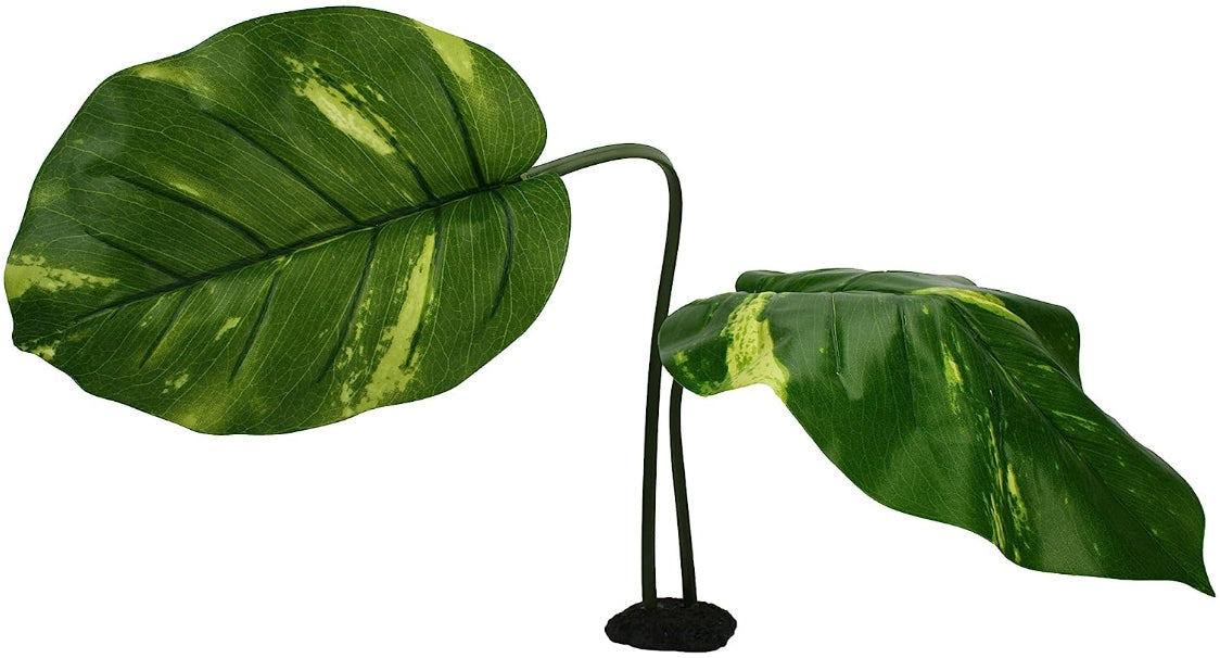 Komodo Woodland Canopy Terrarium Plant